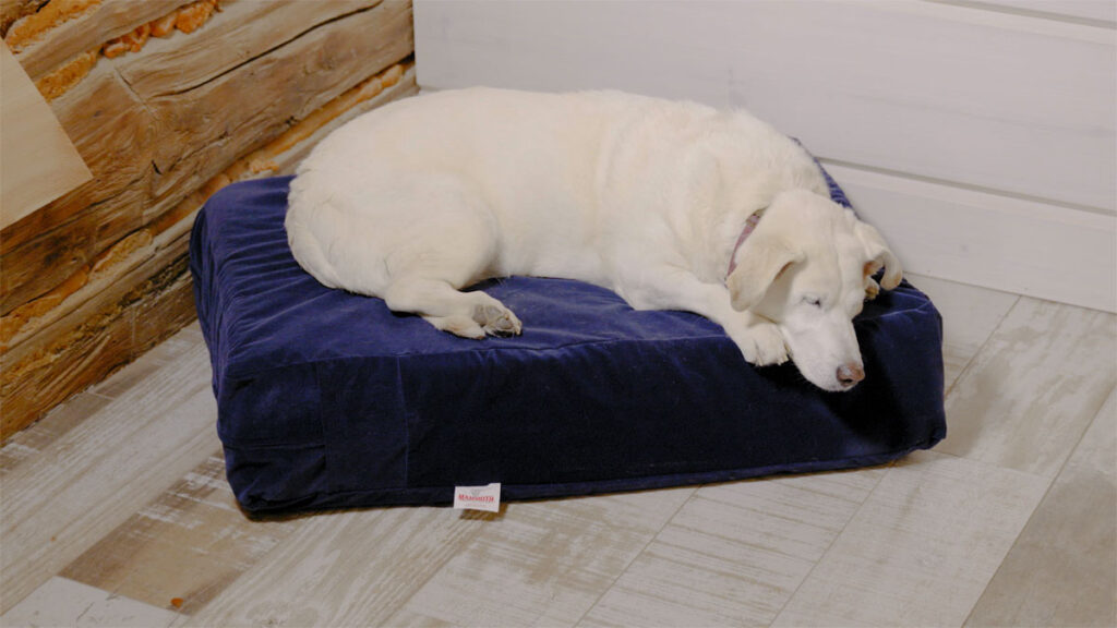 dozer large dog bed