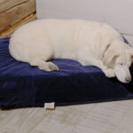 dozer large dog bed
